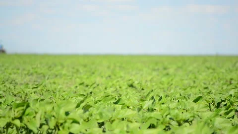 Tractor handles sunflower field Video stock 89754972