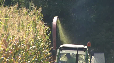 Tractor harvest silage maize Stock Footage 35714955