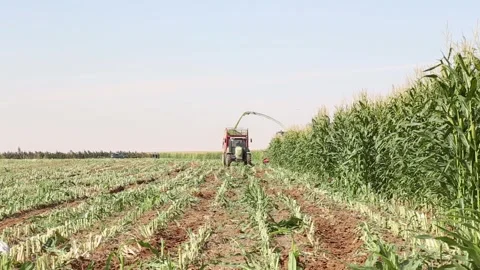 Tractor harvesting corn in a field on a sunny day 스톡 동영상 318831925