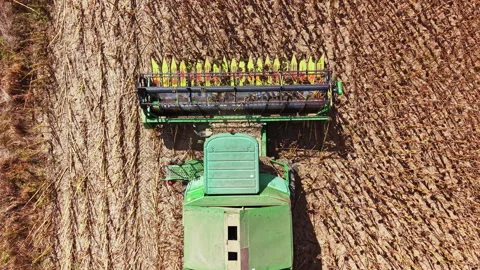 Tractor harvesting sugarcane in a field during daytime with clear ground visible Stock Footage 345428613