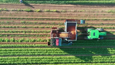 Tractor harvests Carrot in the field Stock Footage 169343773