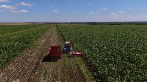 Tractor harvests ripened corn in the fields Stock Footage 123045823