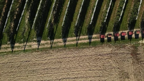 Tractor hauling apple crates through orchard with hail nets – aerial drone view Stock Footage 320865722