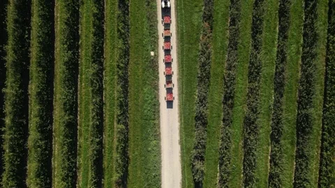 Tractor hauling apple crates through orchard with hail nets – aerial drone view Stock Footage 320865746