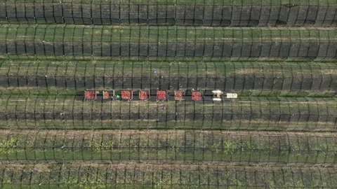 Tractor hauling apple crates through orchard with hail nets – aerial drone view Stock Footage 320865769