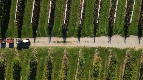 Tractor hauling apple crates through orchard with hail nets – aerial drone view Stock Footage 320865772