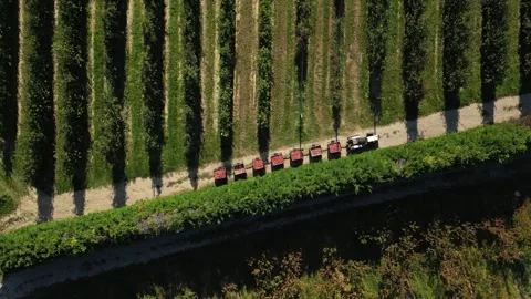 Tractor hauling apple crates through orchard with hail nets – aerial drone view Stock Footage 320865817