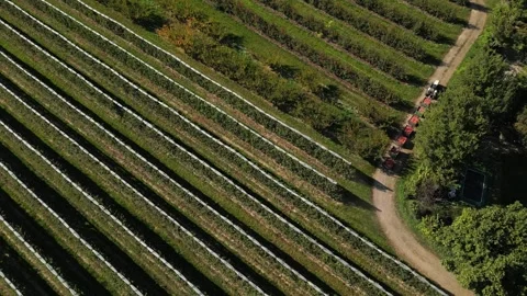 Tractor hauling apple crates through orchard with hail nets – aerial drone view Stock Footage 320865870