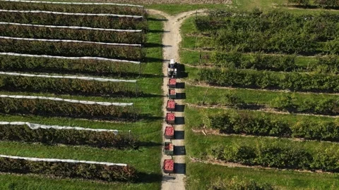 Tractor hauling apple crates through orchard with hail nets – aerial drone view Stock Footage 320865871