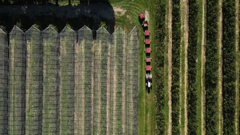 Tractor hauling apple crates through orchard with hail nets – aerial drone view Video stock 320866463