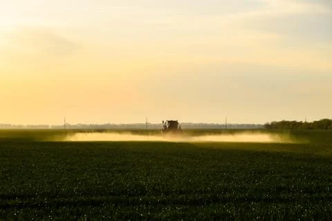 Tractor with the help of a sprayer sprays liquid fertilizers on young wheat i Stock Photos