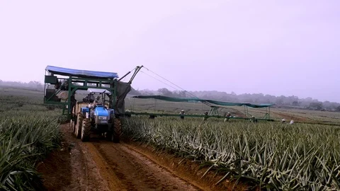 A tractor helps with the recolection of pineapple in Pital, Costa Rica Stock Footage 123557033