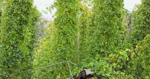 Tractor with a hopper harvester cuts the stems with ripe hop cones that fall Stock Footage 142336055