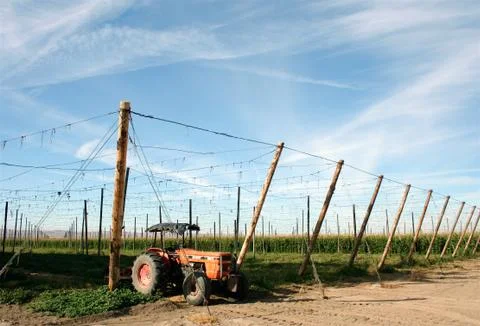 Tractor on Hops Farm Stock Photos