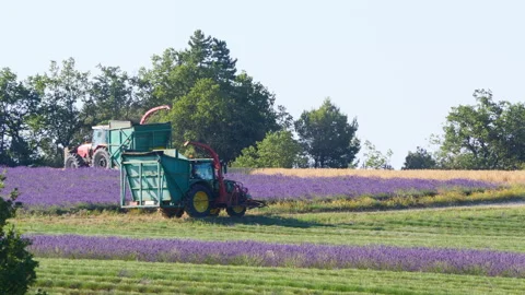 Tractor John Deere brand working on lavender field, 9 July 2024, France Stock Footage 279628165