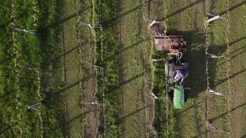 Tractor with lawn mower cuts grass between vineyard rows Vídeos de archivo 154190603