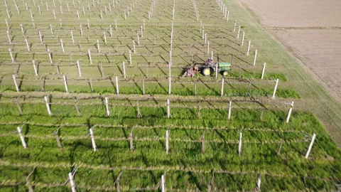 Tractor with lawn mower cuts grass between vineyard rows Video stock 154208005