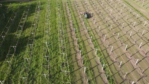 Tractor with lawn mower cuts grass between vineyard rows Vídeos de archivo 154208486