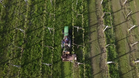 Tractor with lawn mower cuts grass between vineyard rows Vídeo Stock 154242327