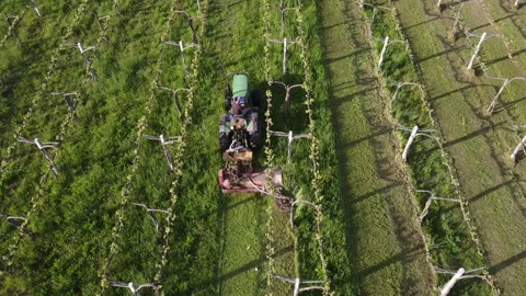 Tractor with lawn mower cuts grass between vineyard rows Vídeos de archivo 154243181