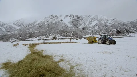 Tractor laying fodder for the cattle on snow covered landscape Stock Footage 116749541