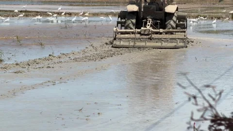 Tractor levels and prepares saturated soil in a rice field during early Stock Footage 329615909