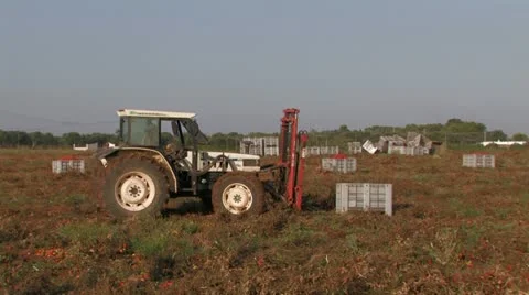 Tractor lifting crates of tomatoes Stock Footage 12732423