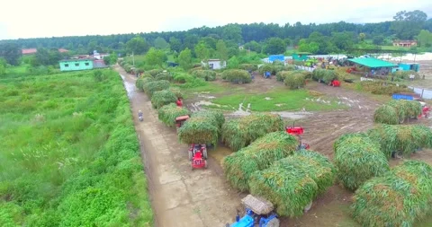 Tractor line forage crops silage making process top view Video stock 219322769