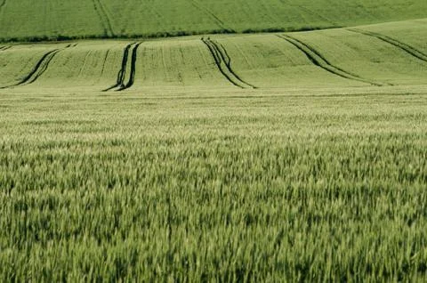 Tractor lines on field Stock Photos