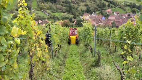 Tractor loaded with fresh grape and workers between vines Stock Footage 291072089