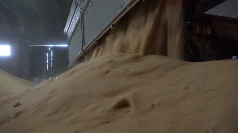 Tractor-loader loads brown sugar in storage silos, close up Vidéo 131636764