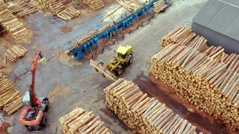 Tractor-loaders work on a sawmill. Unloads wood. Lots of logs around. Wood Stock Footage 204077364