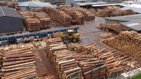 Tractor-loaders work on a sawmill. Unloads wood. Lots of logs around. Wood Video stock 205719843