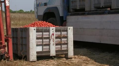 Tractor loading crates of tomatoes Stock Footage 12732446
