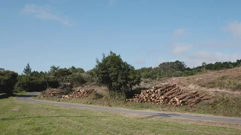 Tractor loading cut logs in forest by the roadside Video stock 289289627
