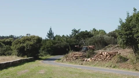 Tractor loading cut logs in forest by the roadside Видео 289289980