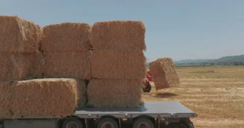 Tractor loading Hay bales onto a parked truck in a field. Vídeos de archivo 196036831