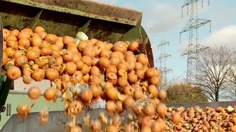 Tractor loading Pumpkins Video stock 32815148