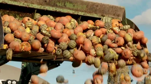 Tractor loading Pumpkins Video stock 32815157