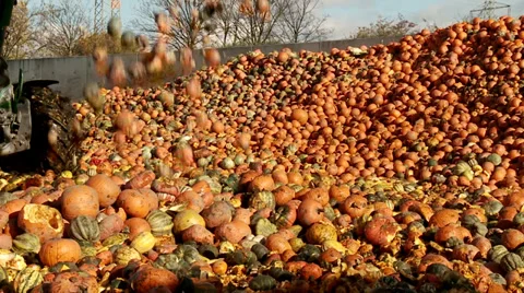 Tractor loading Pumpkins Stock Footage 32815178
