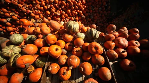 Tractor loading Pumpkins Stock Footage 32815292