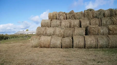 Tractor loading straw bales onto trailer in sunny rural field 스톡 동영상 54649036