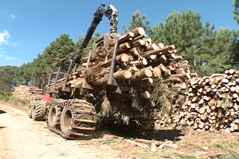 Tractor Loading wood 库存影片 37649334