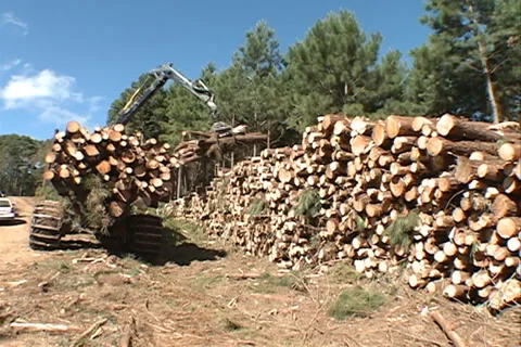 Tractor Loading wood 库存影片 37649898