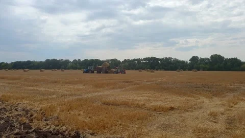 A tractor loads bales of hay onto a machine after harvesting on a wheat field. 스톡 동영상 130258905