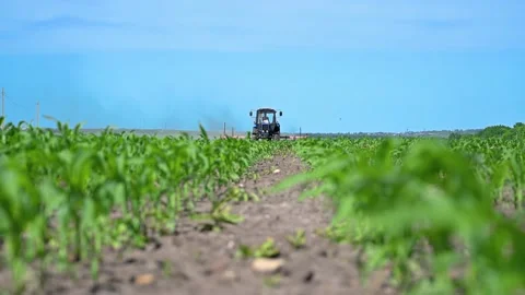 Tractor loosens earth between beds of corn Stock Footage 133779049