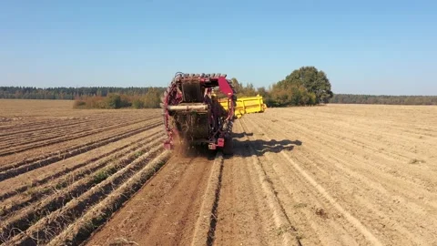 Tractor Machine Combine Harvests Ripe Potatoes From A Rural Agricultural Field Stock Footage 147990804