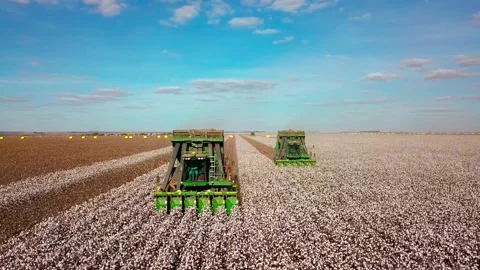 Tractor machine cotton pickers harvesting rows of valuable crop - pull Stock Footage 201525801