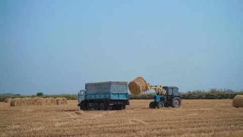 Tractor Machine Loading hay Bales on Truck Trailer during Agriculture Works Stock Footage 144879918