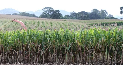 Tractor making silage among the cornfield Video stock 72997183
